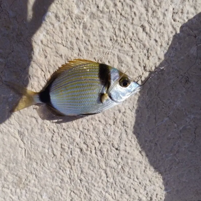 The most recent Common two-banded seabream catches on Fishbrain