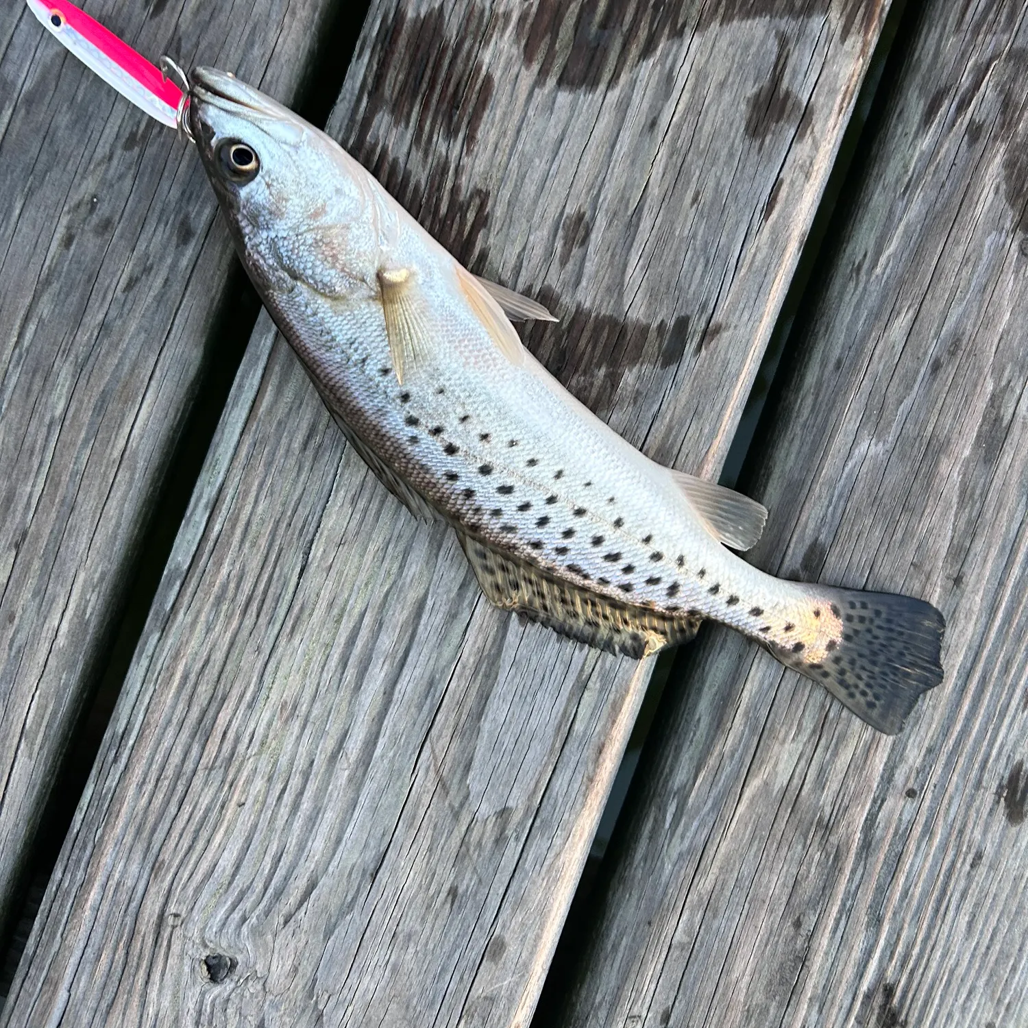 Spotted seatrout caught on Fishbrain