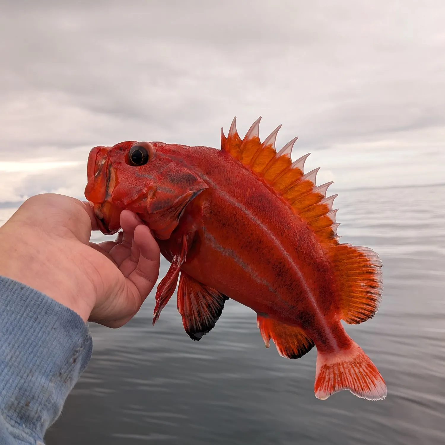 Vermilion rockfish caught on Fishbrain