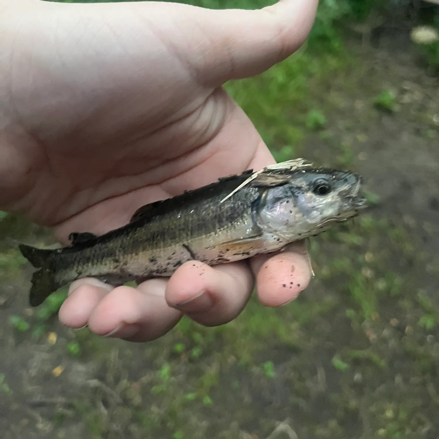 Creek chub caught on Fishbrain