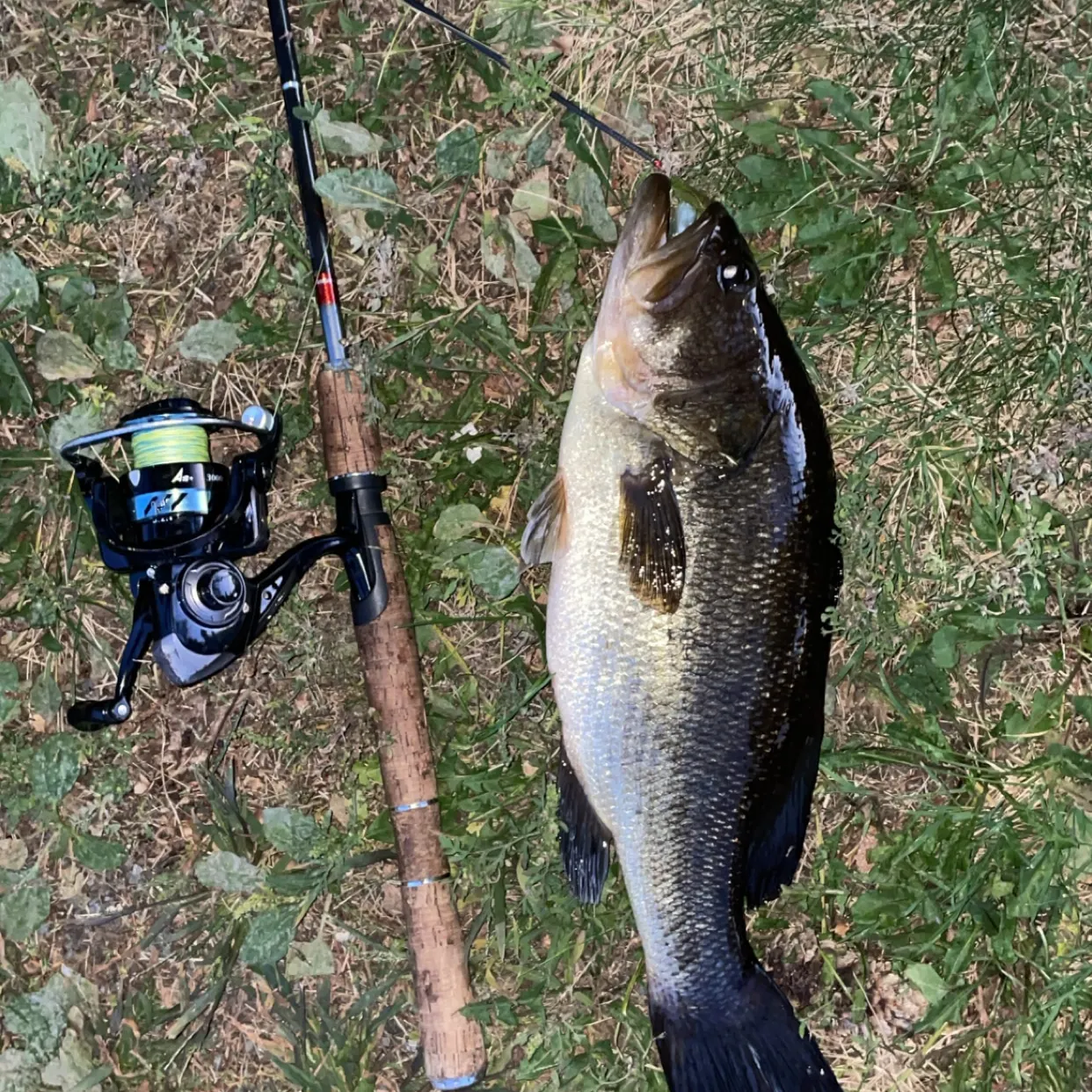 Largemouth bass caught on Fishbrain