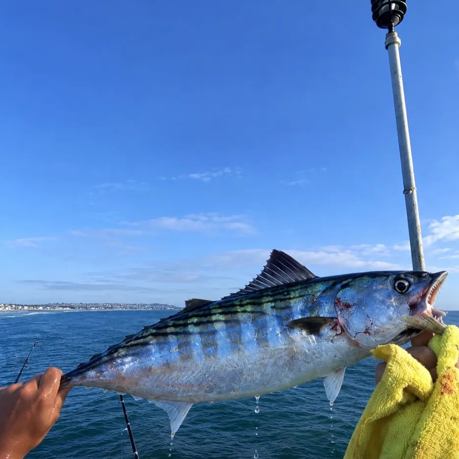 The most recent Skipjack tuna catches on Fishbrain