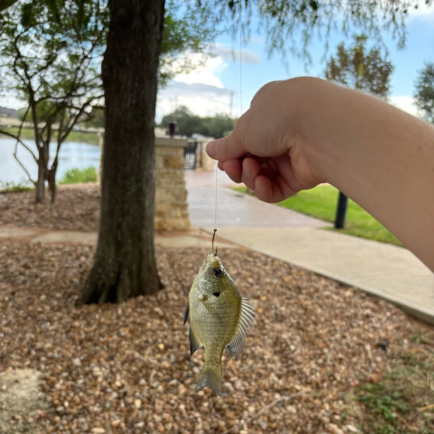 Bluegill caught on Fishbrain