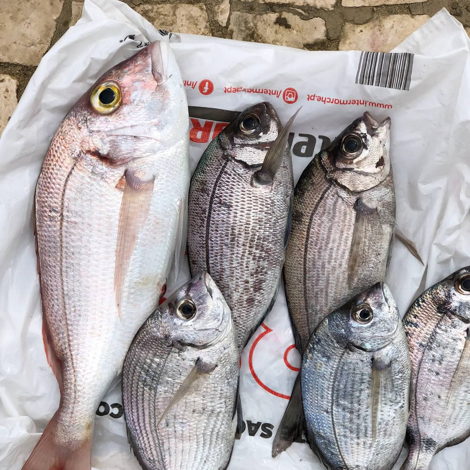 recently logged catches