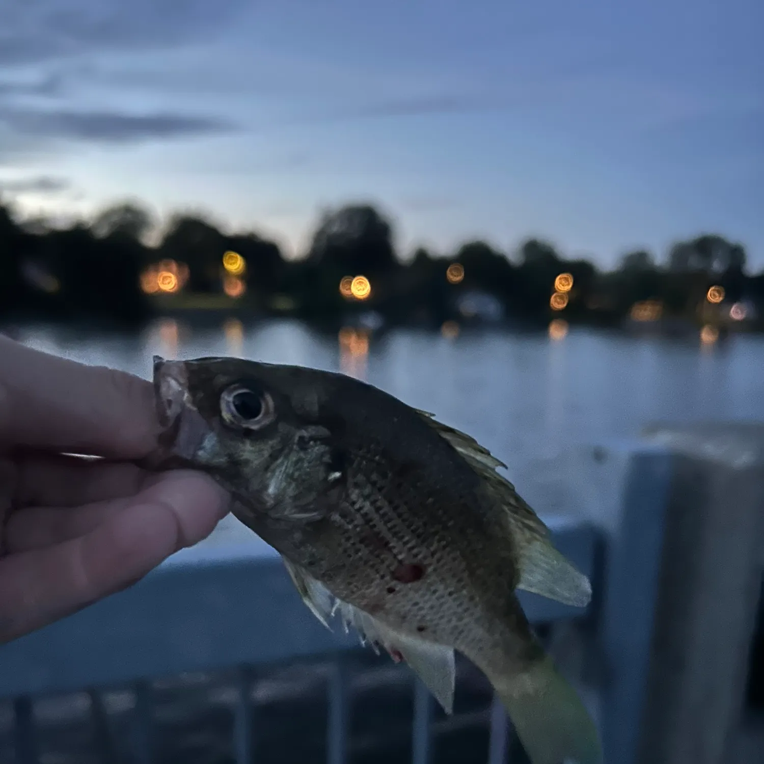 Rock bass caught on Fishbrain