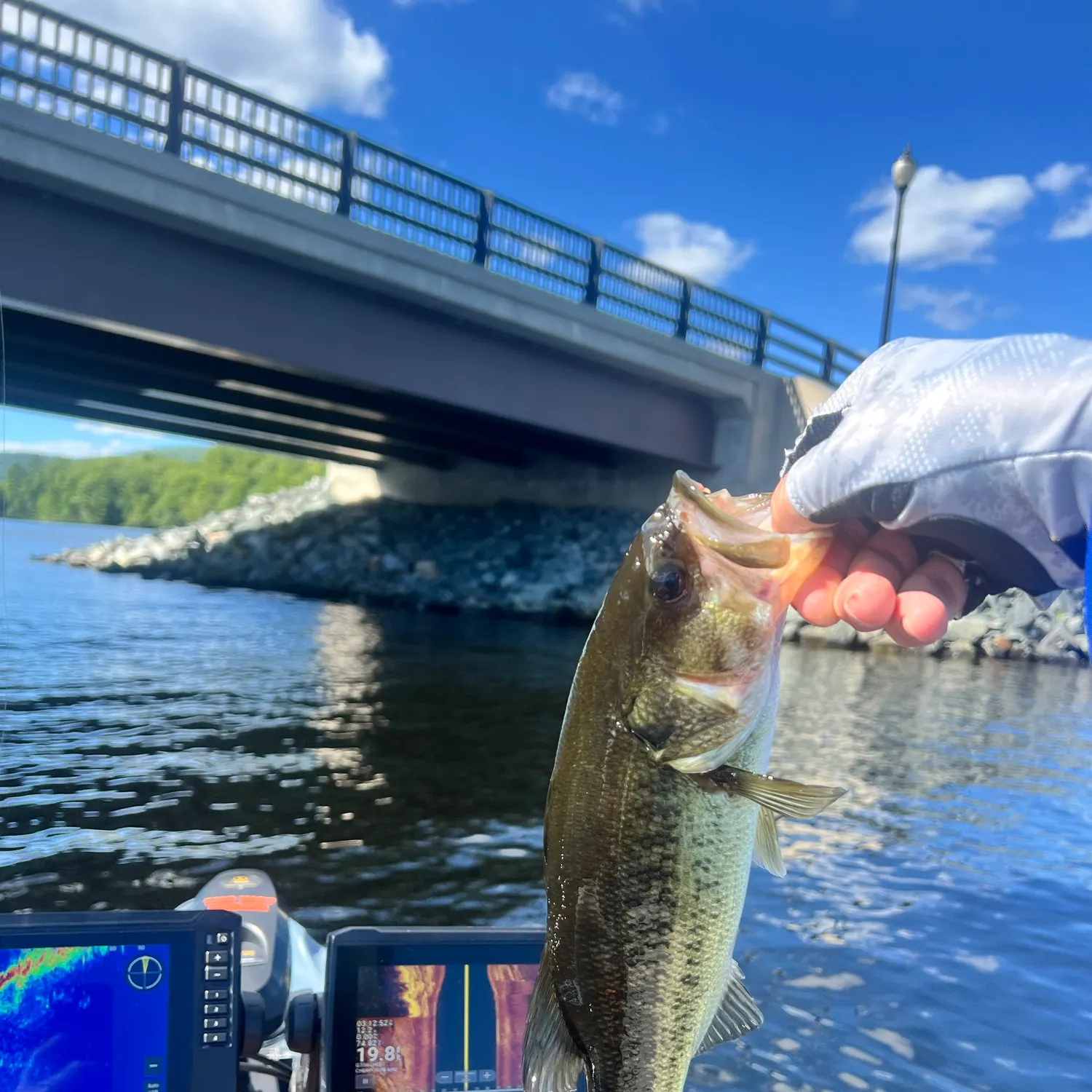 Largemouth bass caught on Fishbrain
