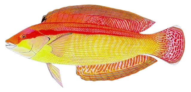 Western king wrasse