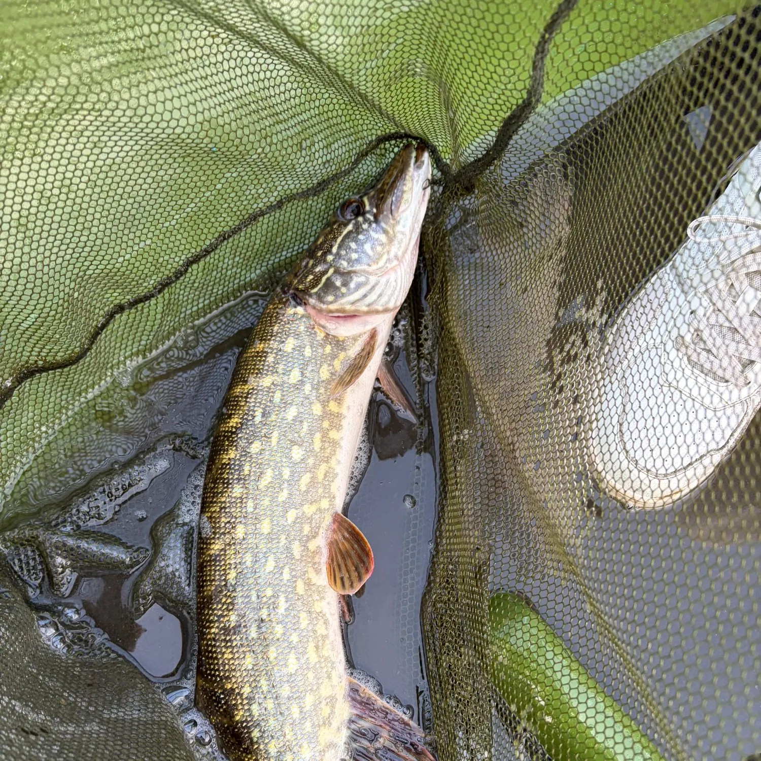 Northern pike caught on Fishbrain