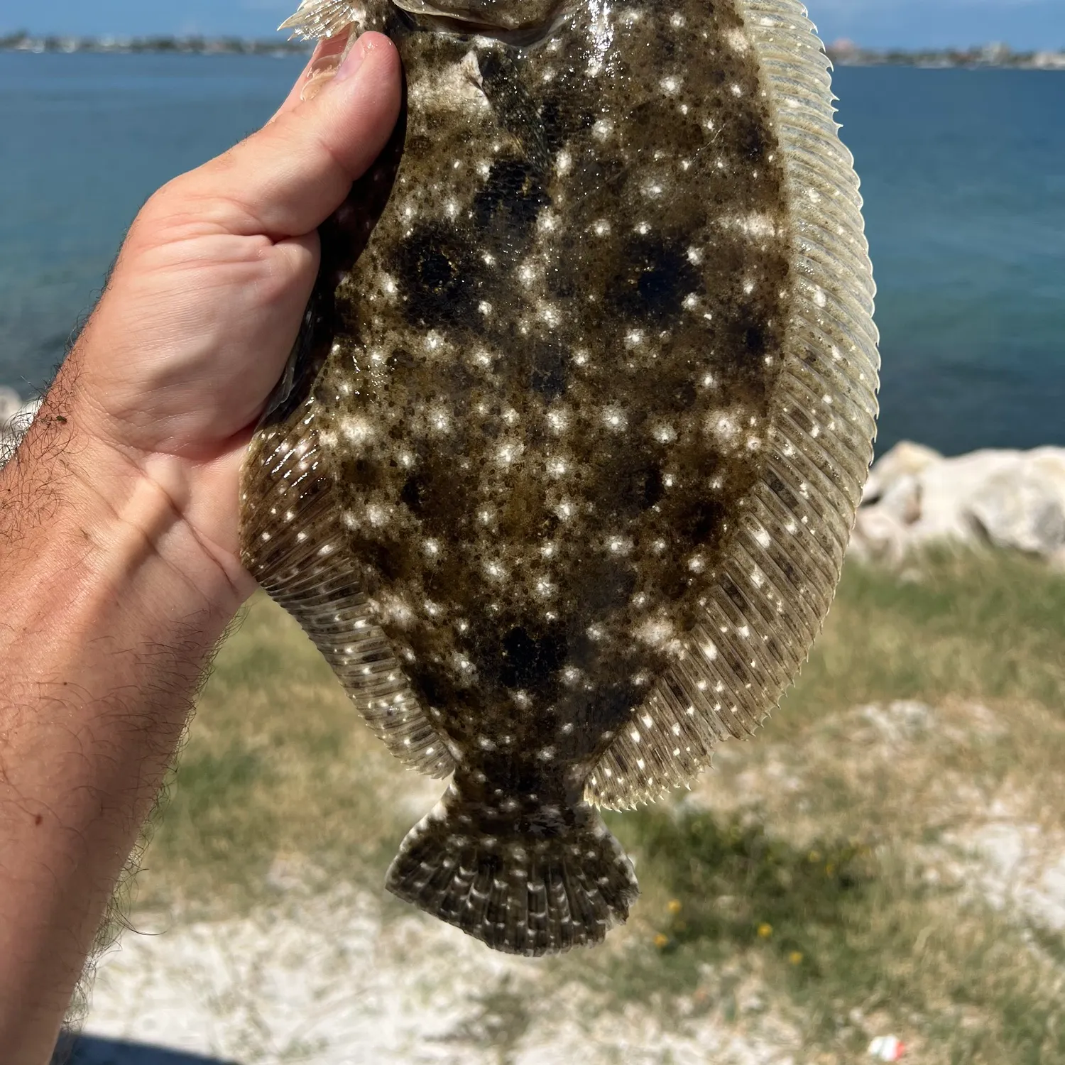 Summer flounder caught on Fishbrain