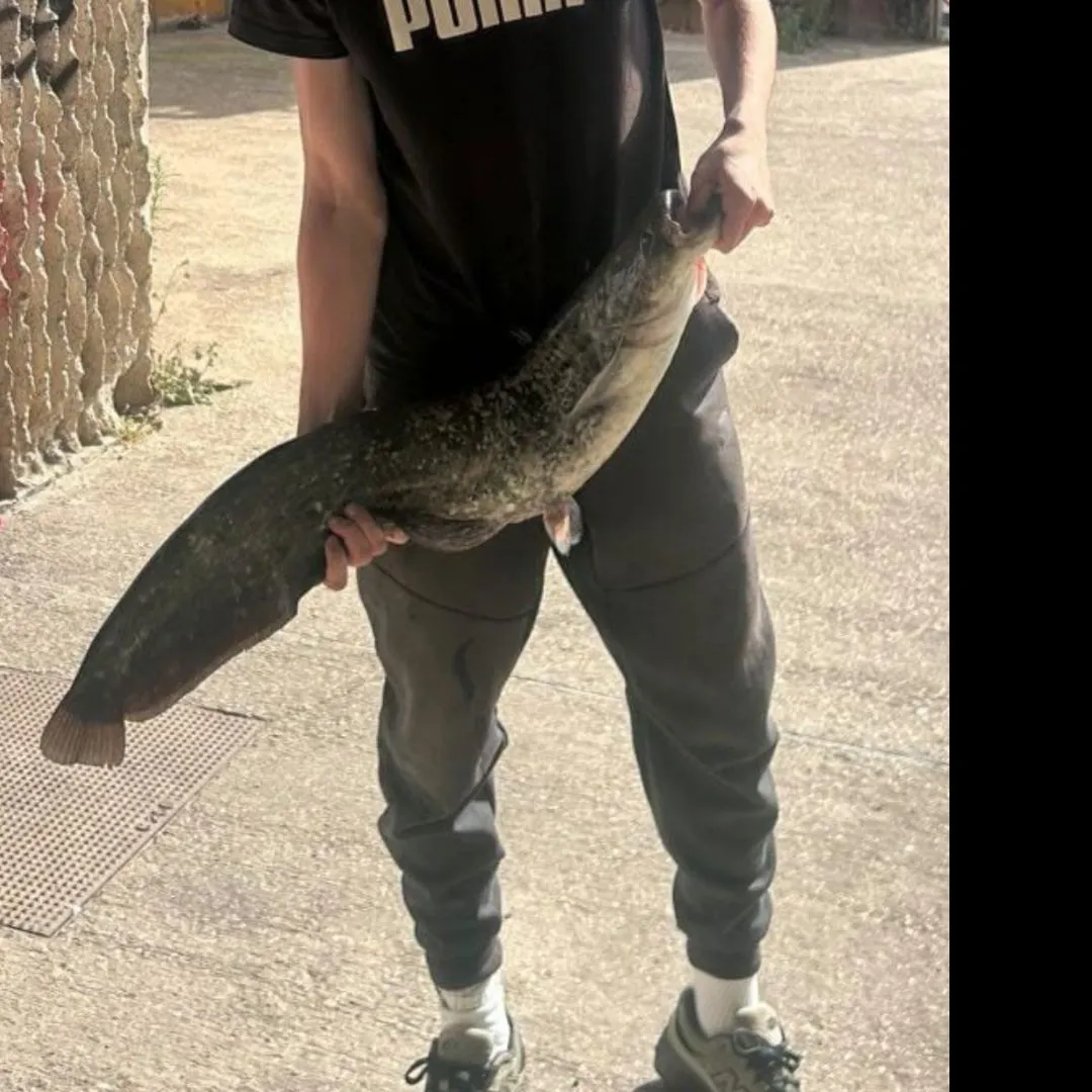 Wels catfish caught on Fishbrain