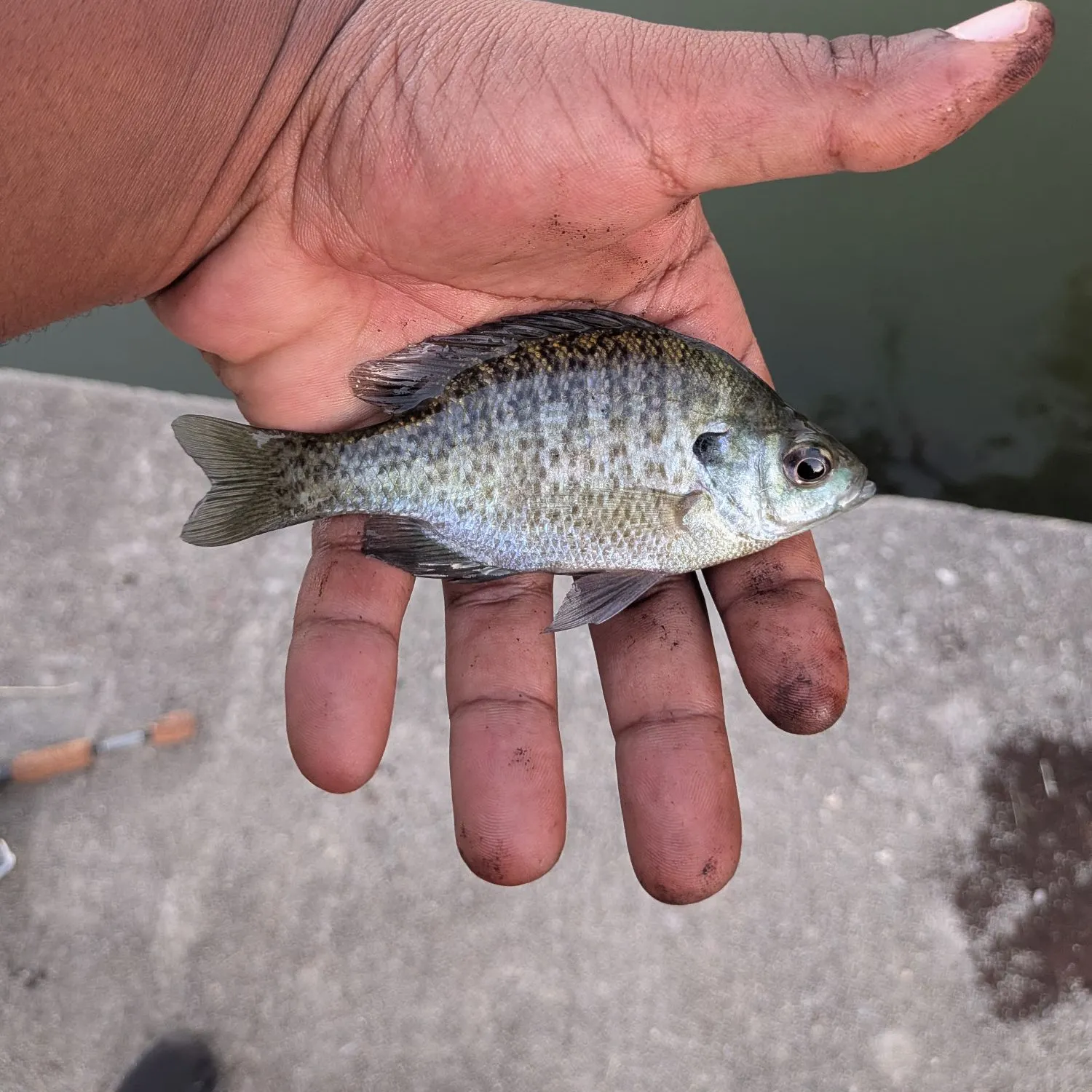 Bluegill caught on Fishbrain