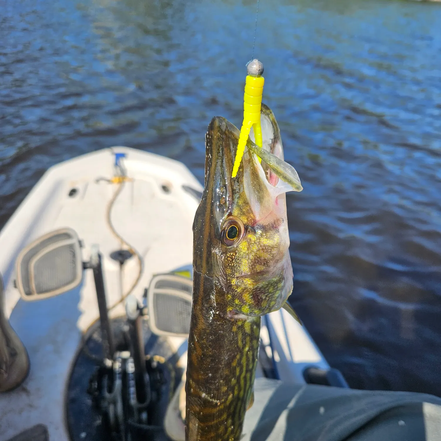 Chain pickerel caught on Fishbrain