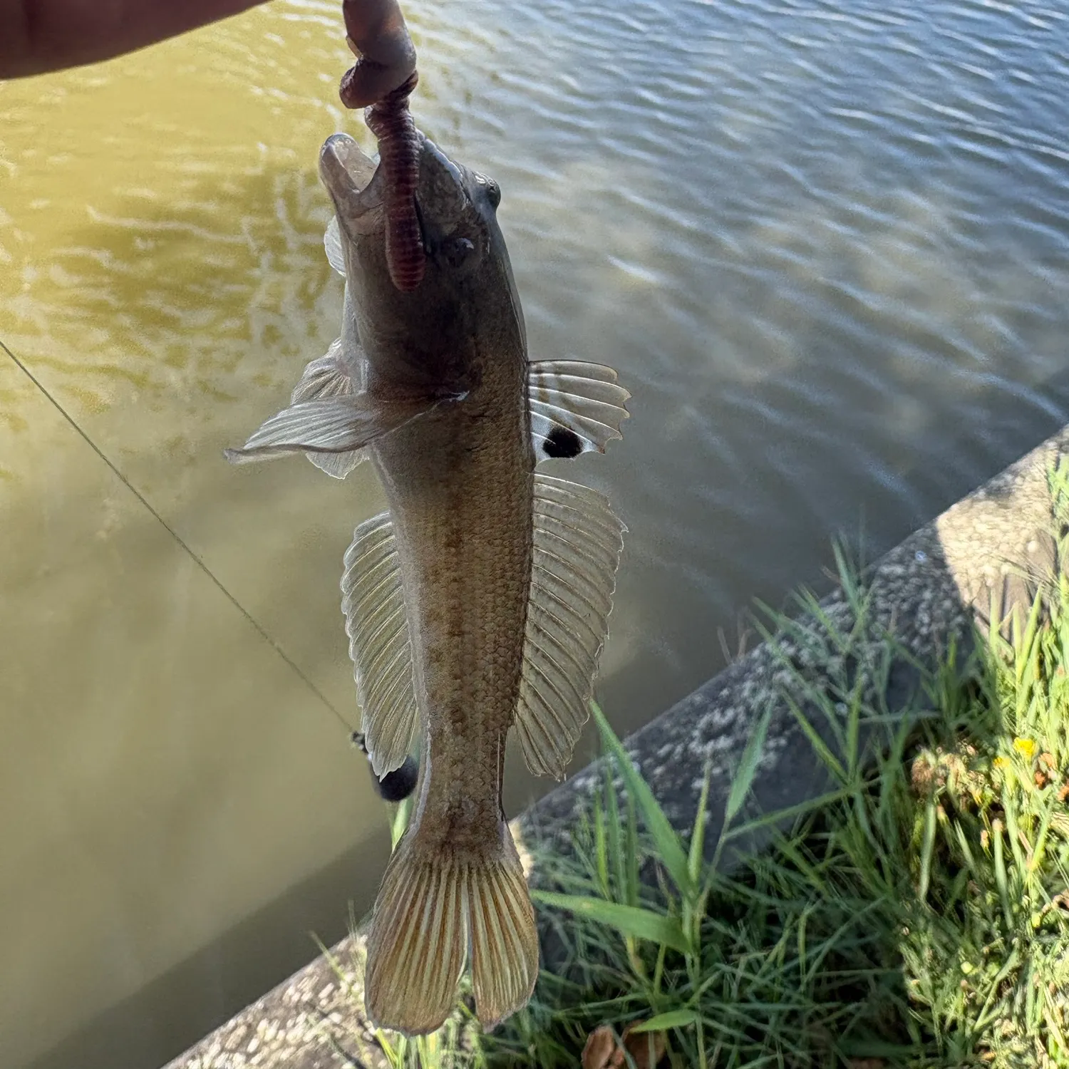 Round goby caught on Fishbrain