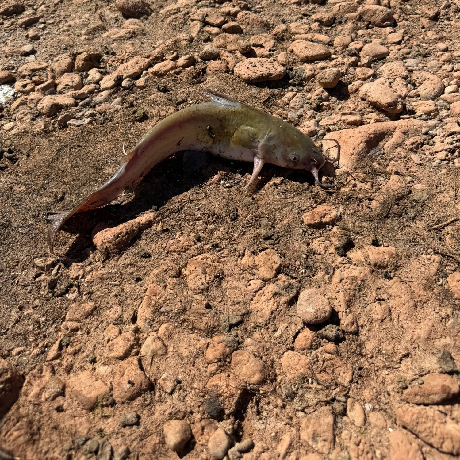 Channel catfish caught on Fishbrain