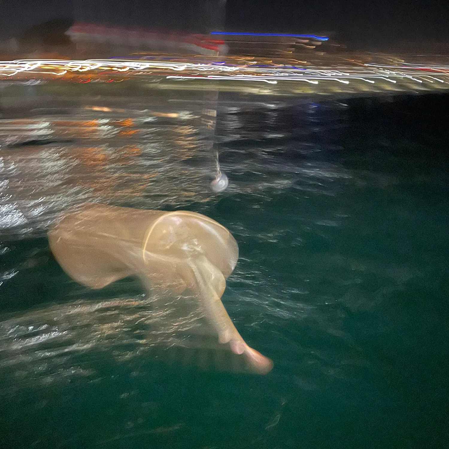 The most recent Haller's round ray catches on Fishbrain