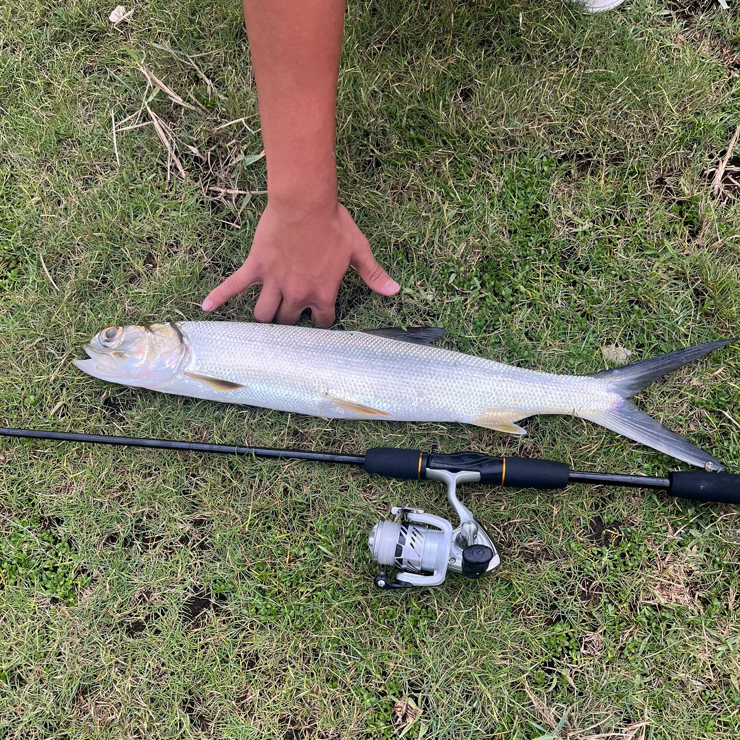 The most recent Hawaiian ladyfish catches on Fishbrain