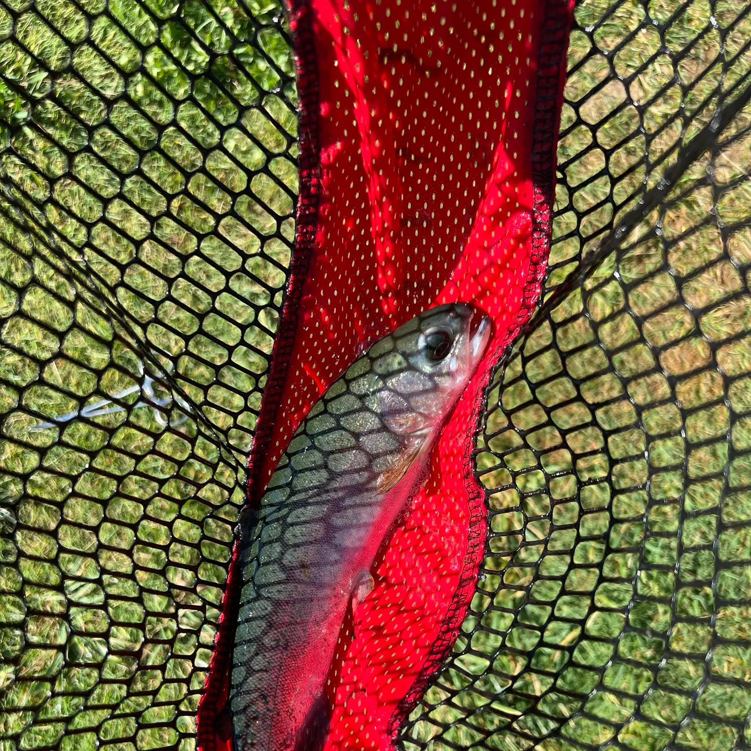 Rainbow trout caught on Fishbrain