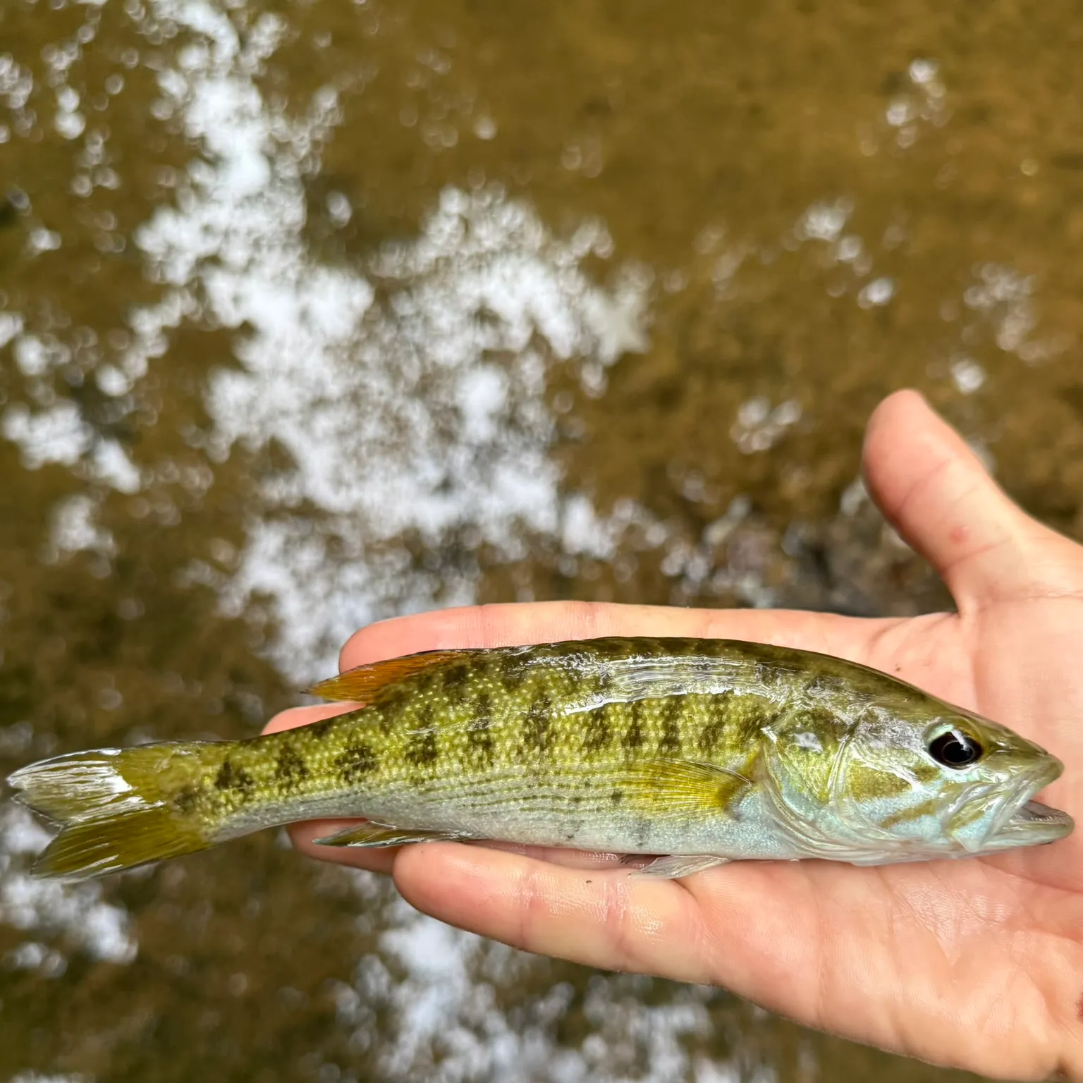 The most recent Cahaba bass catches on Fishbrain