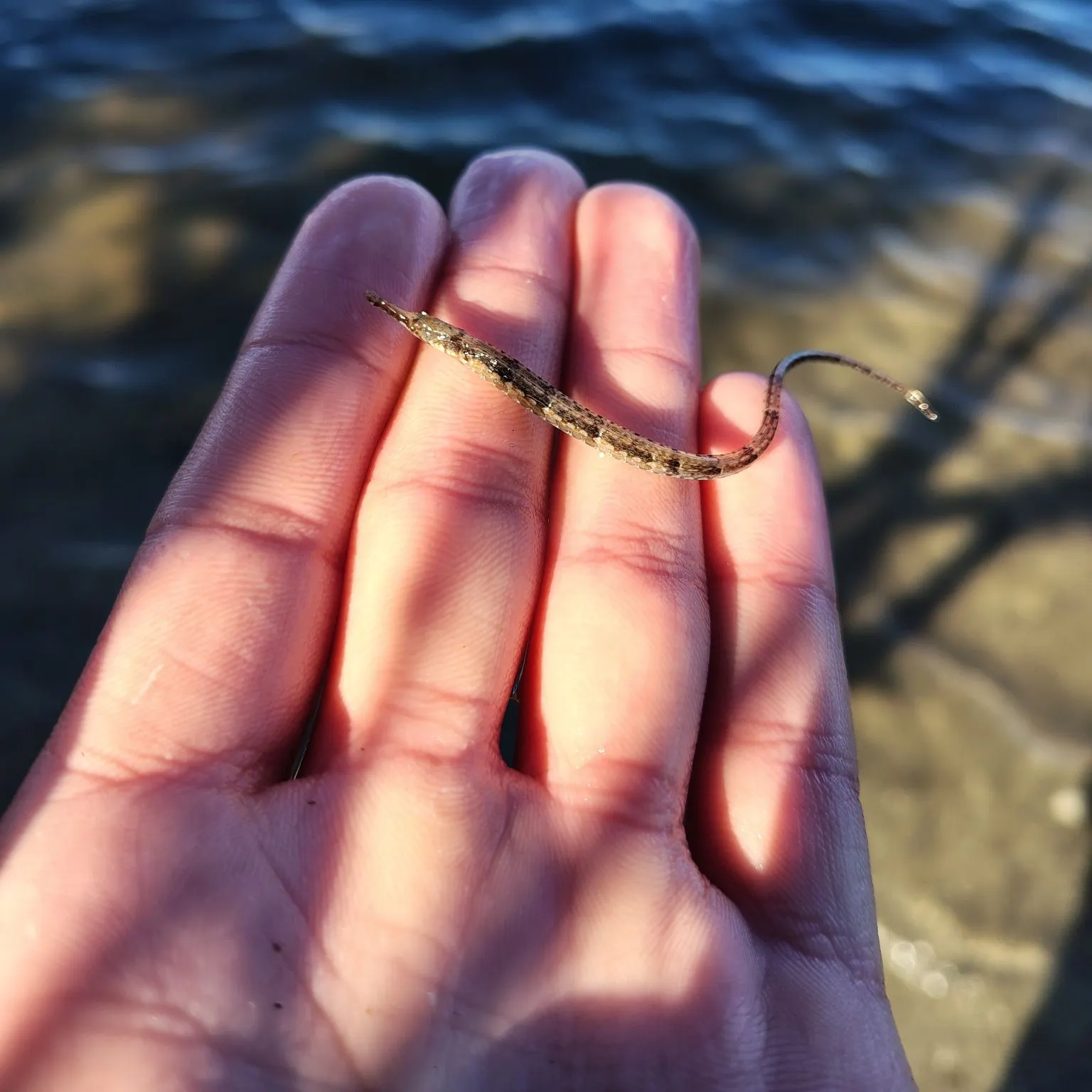 The most recent Dusky pipefish catches on Fishbrain
