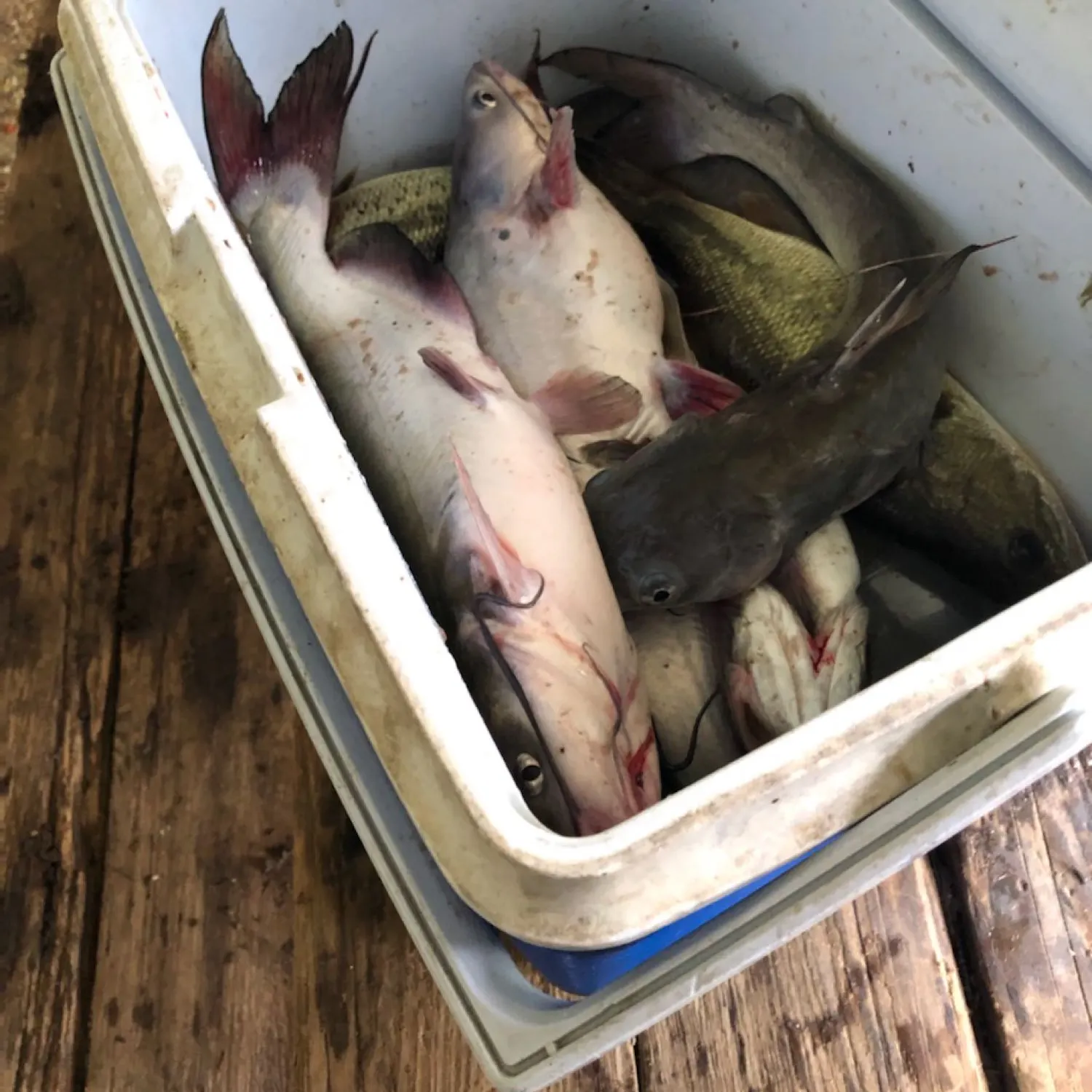 recently logged catches