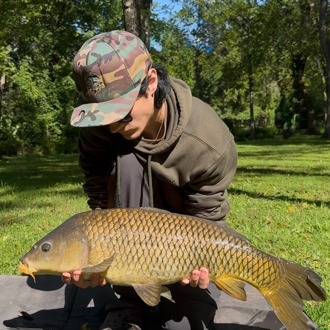 Common carp caught on Fishbrain