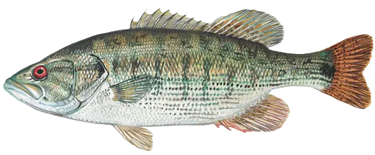 Redeye bass
