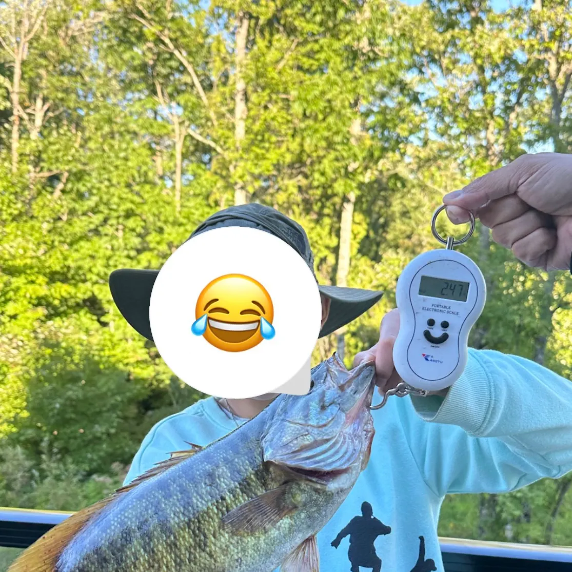 Smallmouth bass caught on Fishbrain