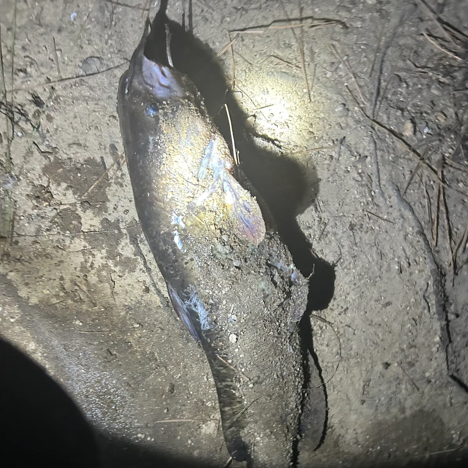 Channel catfish caught on Fishbrain