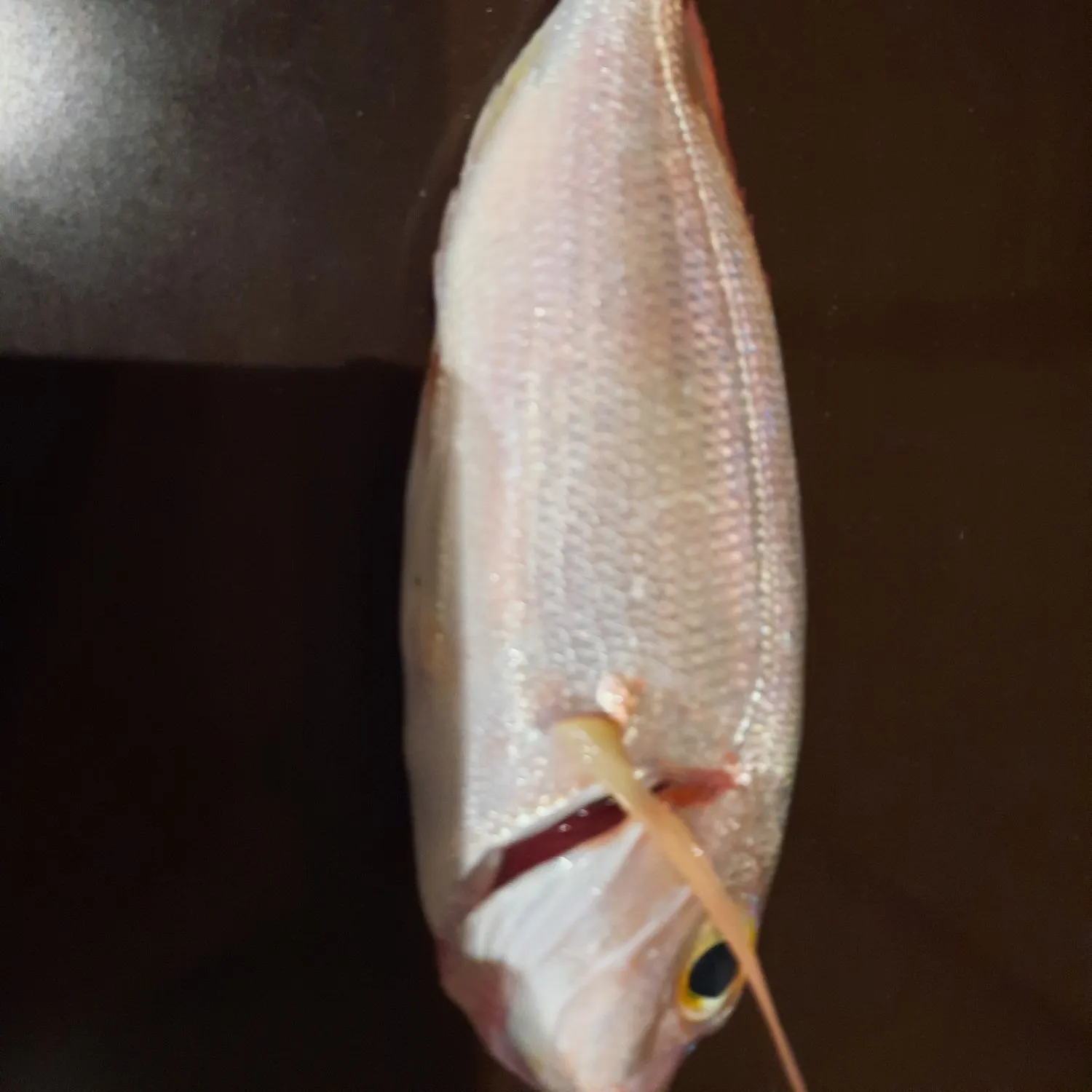 The most recent Common pandora catches on Fishbrain