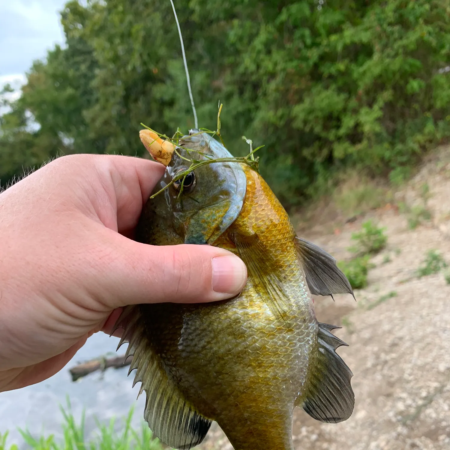 Bluegill caught on Fishbrain