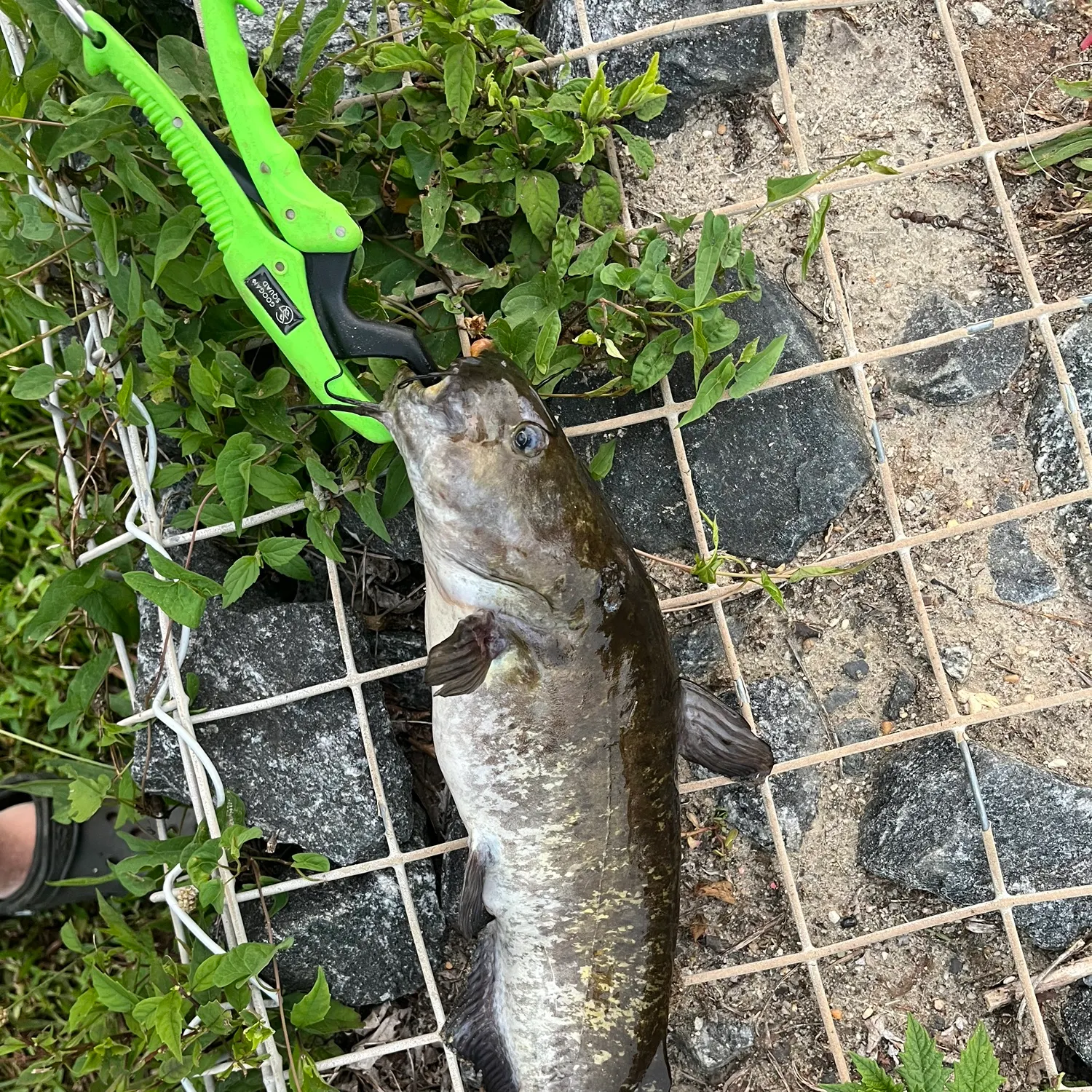 catch