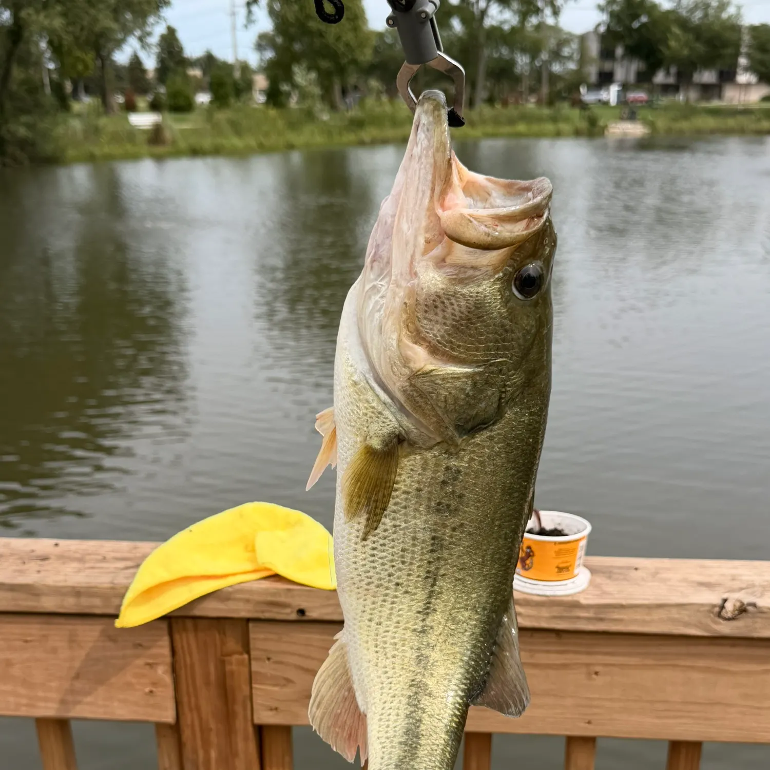 Largemouth bass caught on Fishbrain