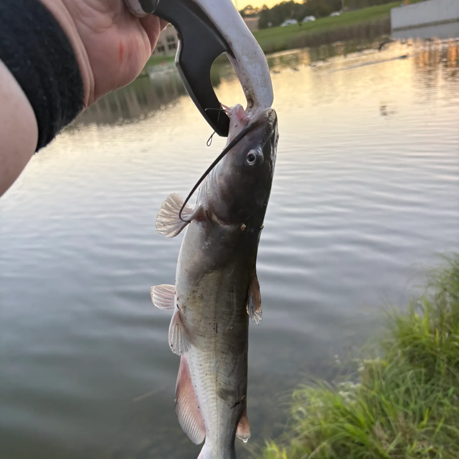 Channel catfish caught on Fishbrain