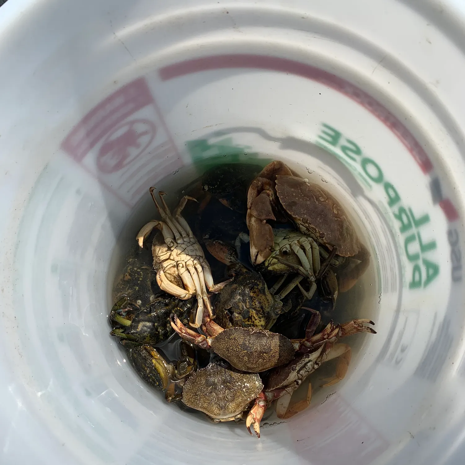 The most popular recent Atlantic rock crab catch on Fishbrain