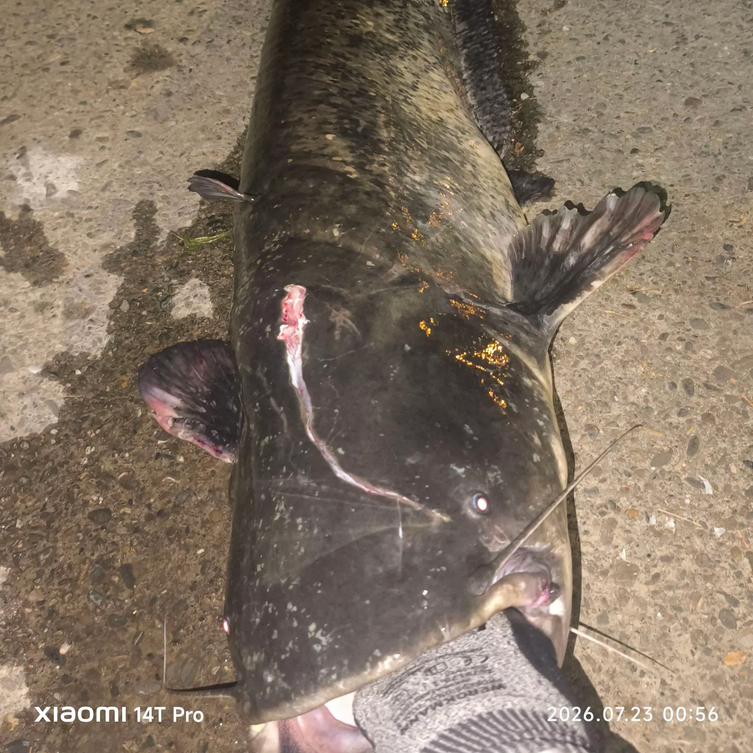 Amur catfish caught on Fishbrain