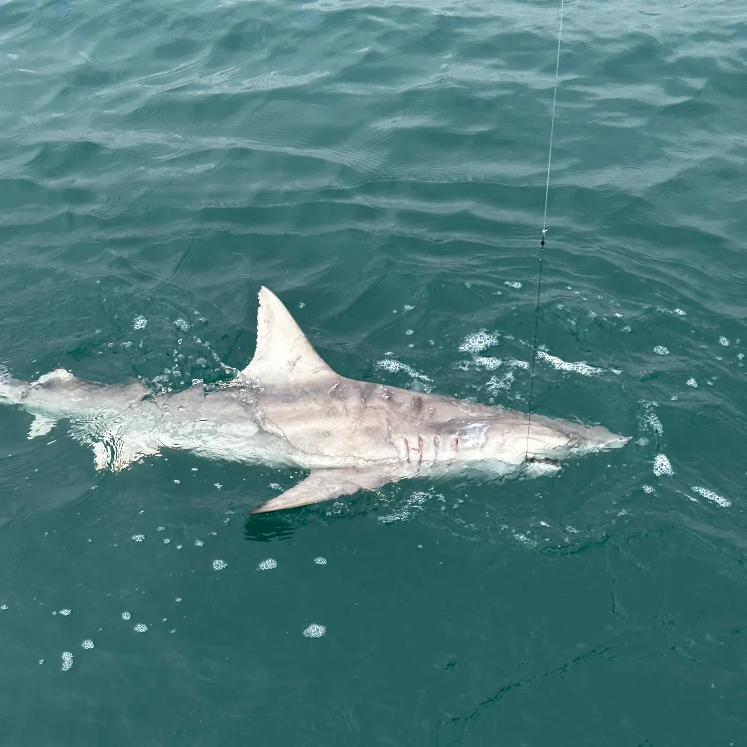 The most recent Blacktip shark catches on Fishbrain