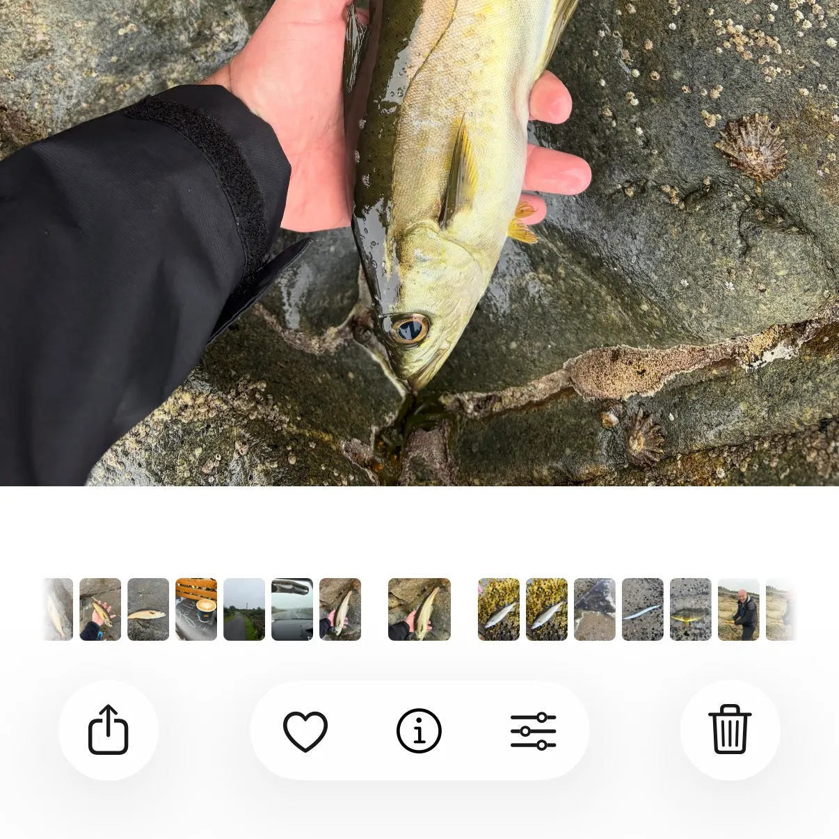 Pollack caught on Fishbrain