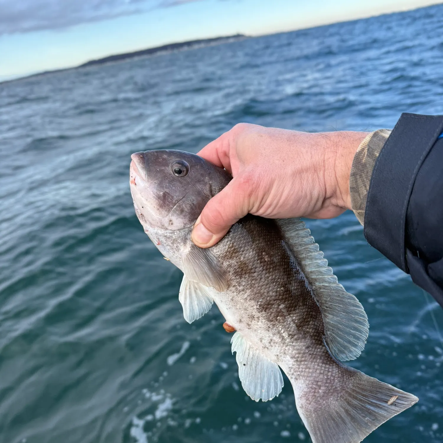 The most recent Tautog catches on Fishbrain