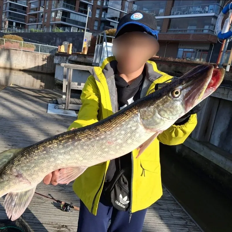 Northern pike caught on Fishbrain