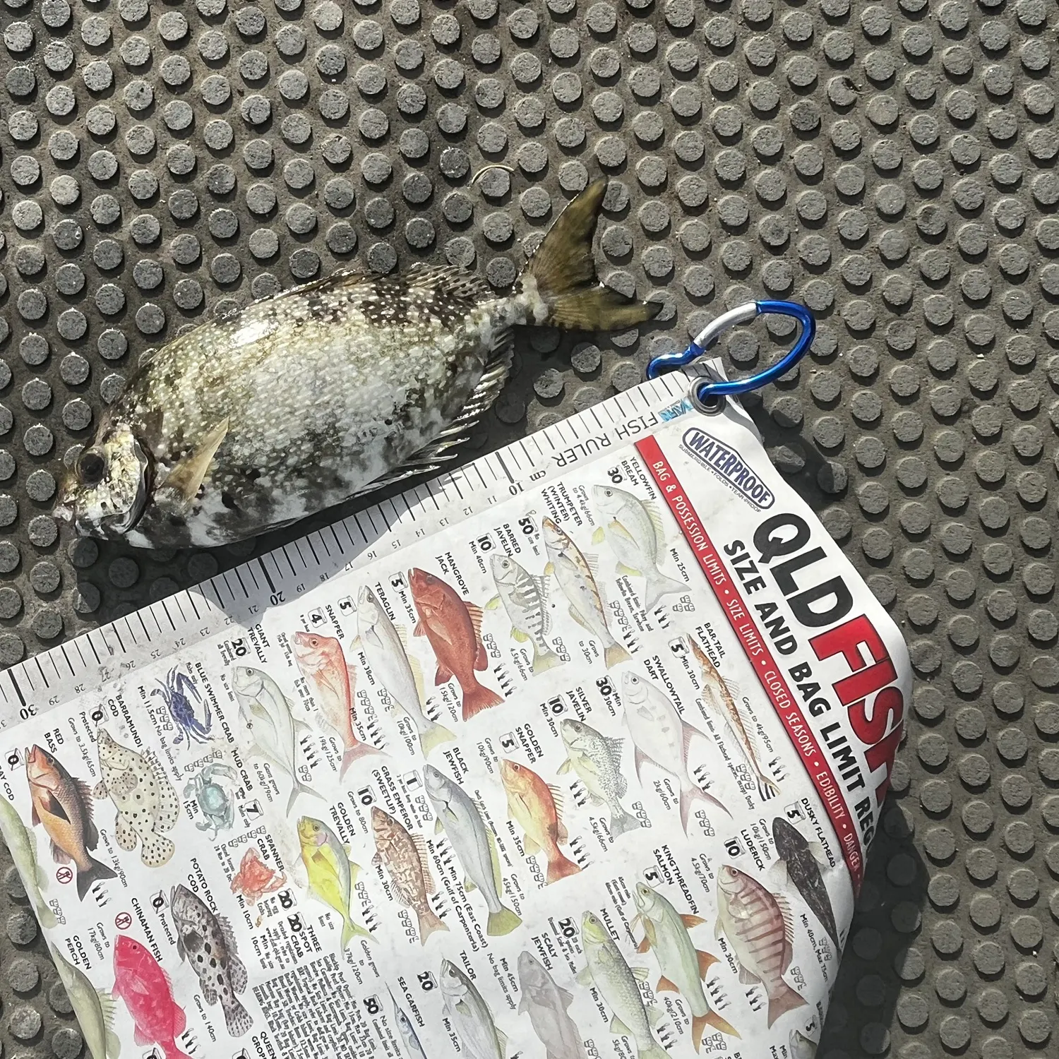 The most recent Mottled spinefoot catches on Fishbrain