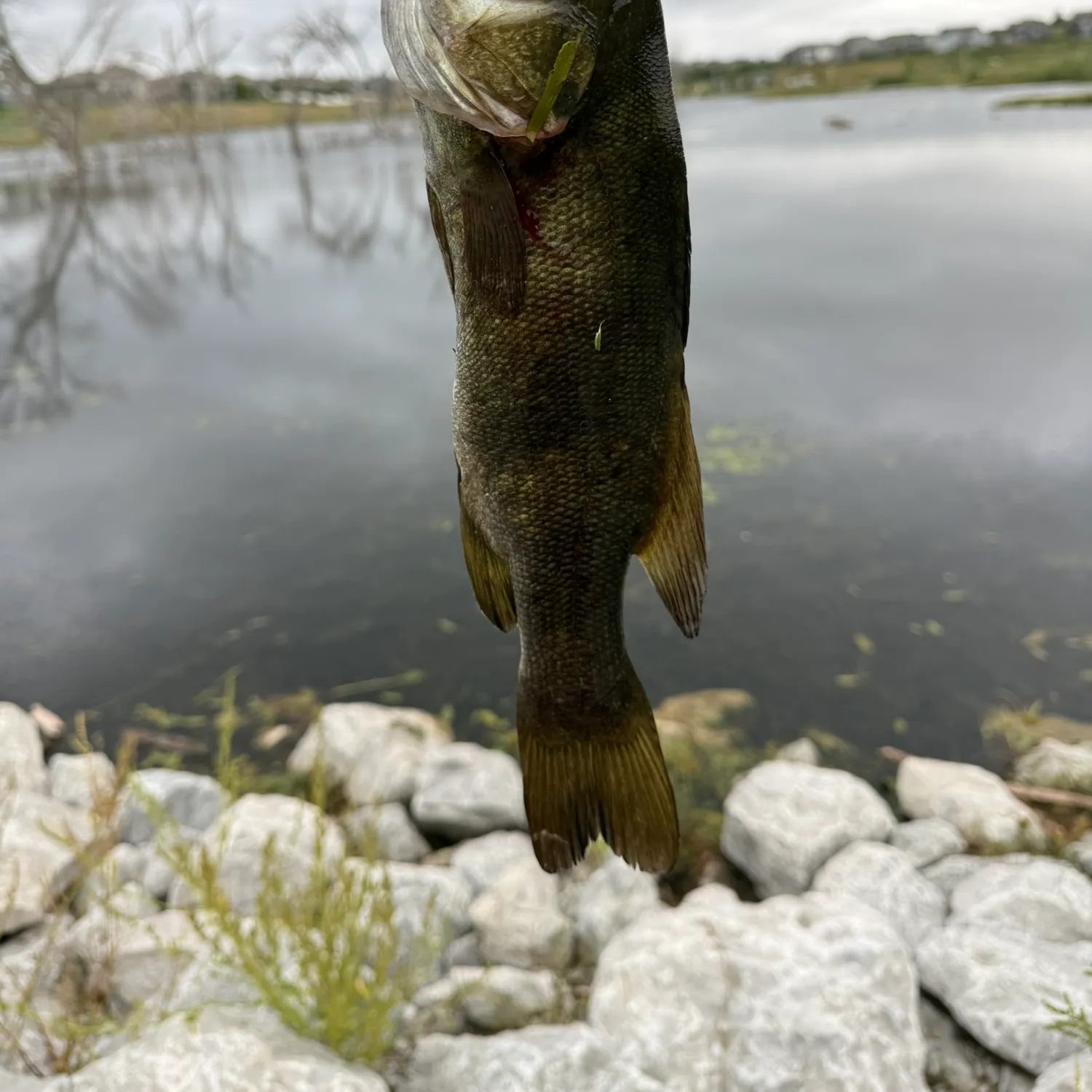 Smallmouth bass caught on Fishbrain