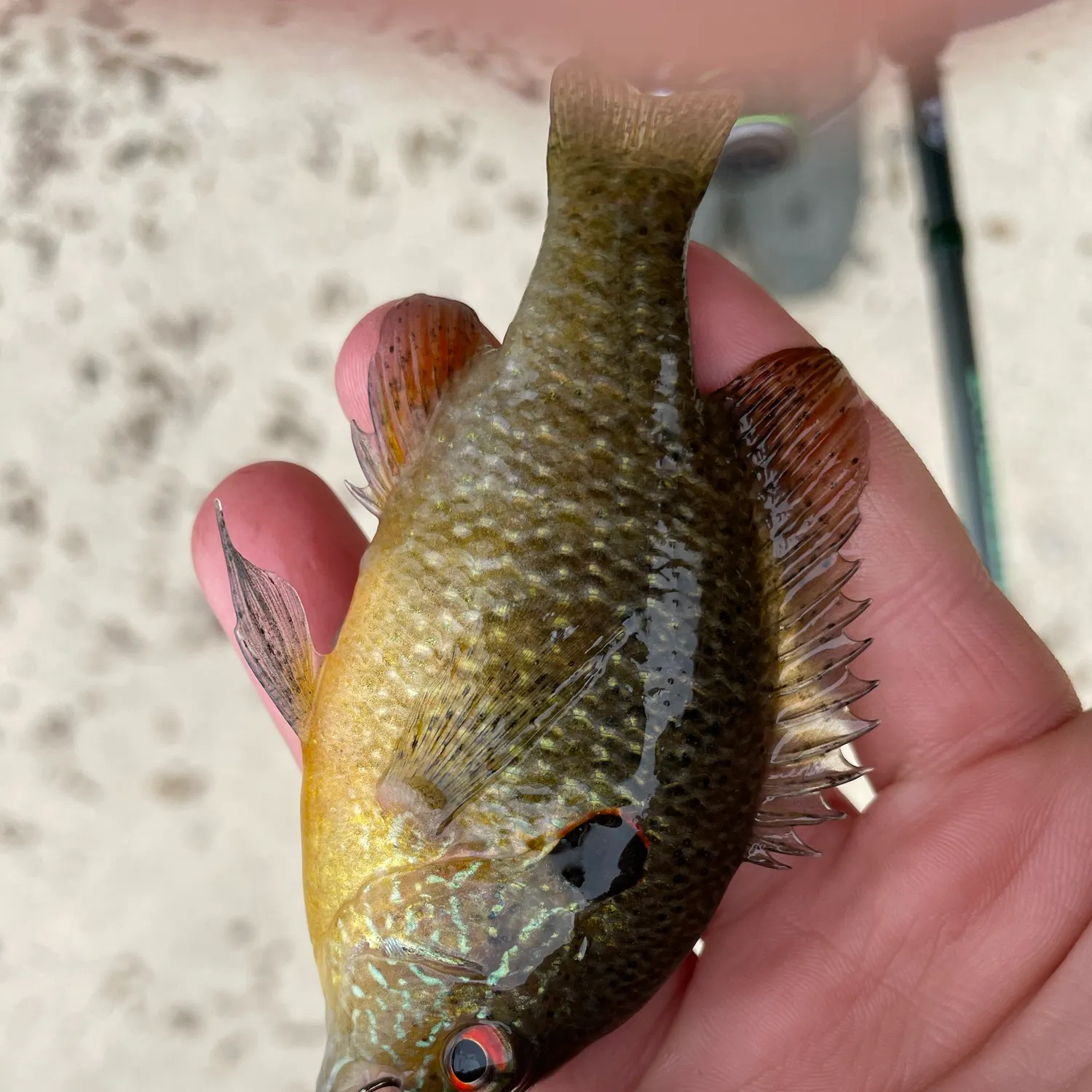 The most recent Northern sunfish catches on Fishbrain