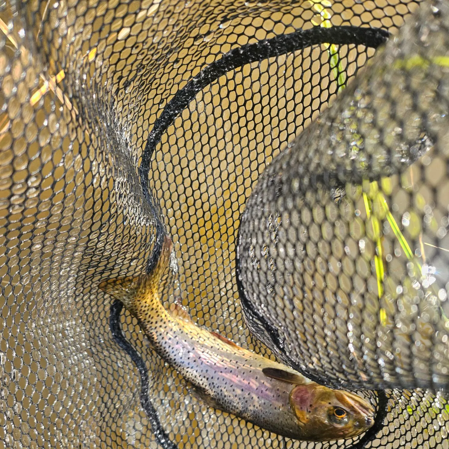 Cutthroat trout caught on Fishbrain