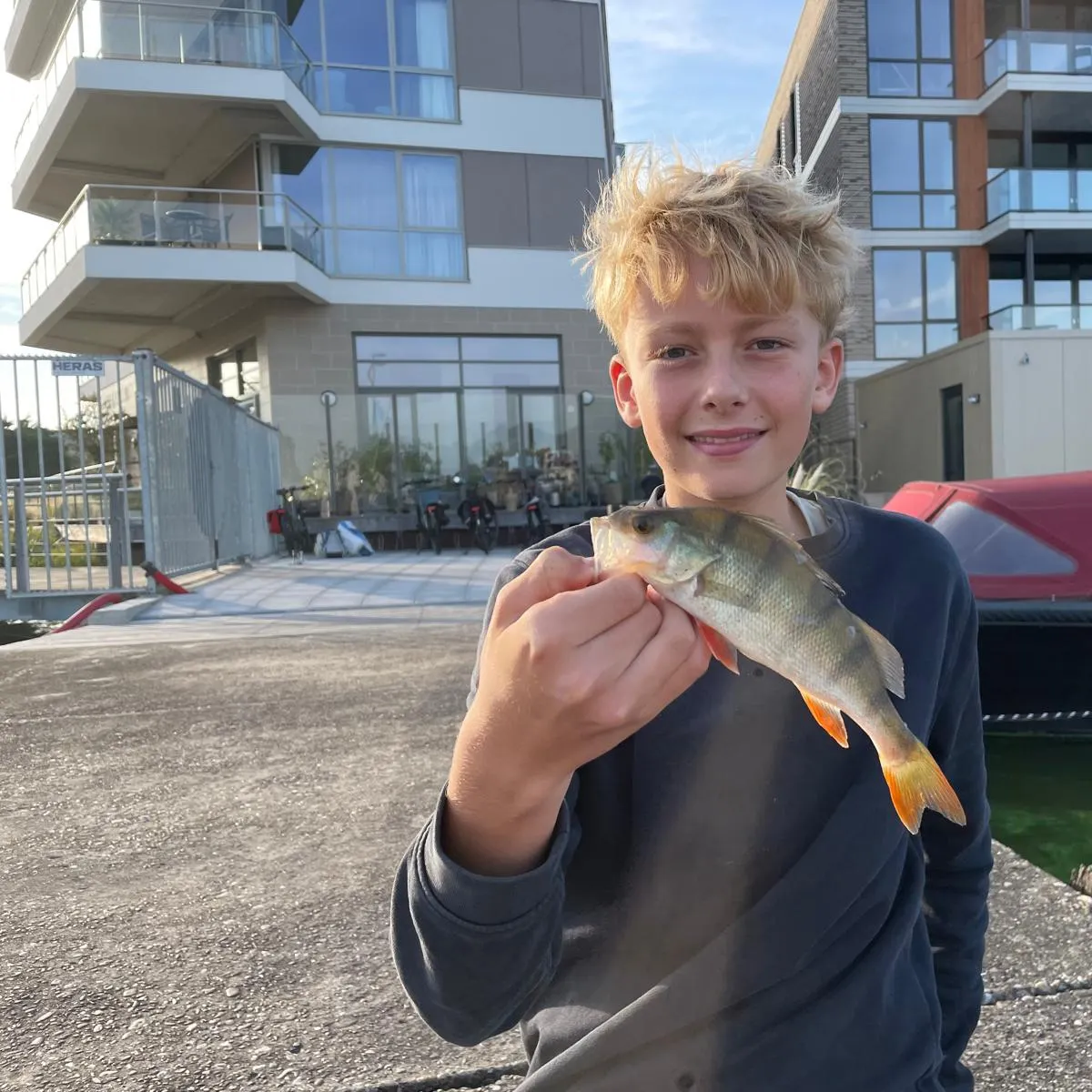 European perch caught on Fishbrain