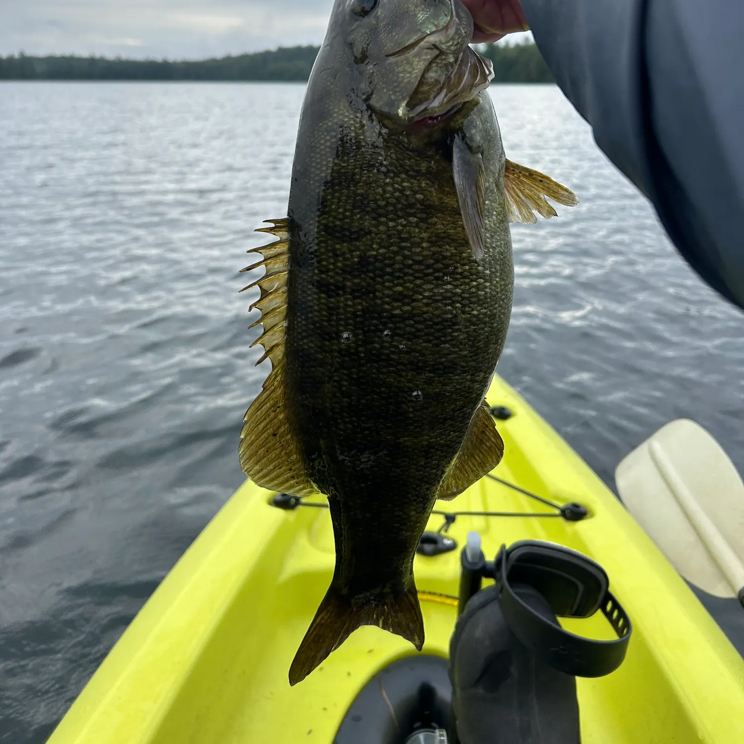 Smallmouth bass caught on Fishbrain