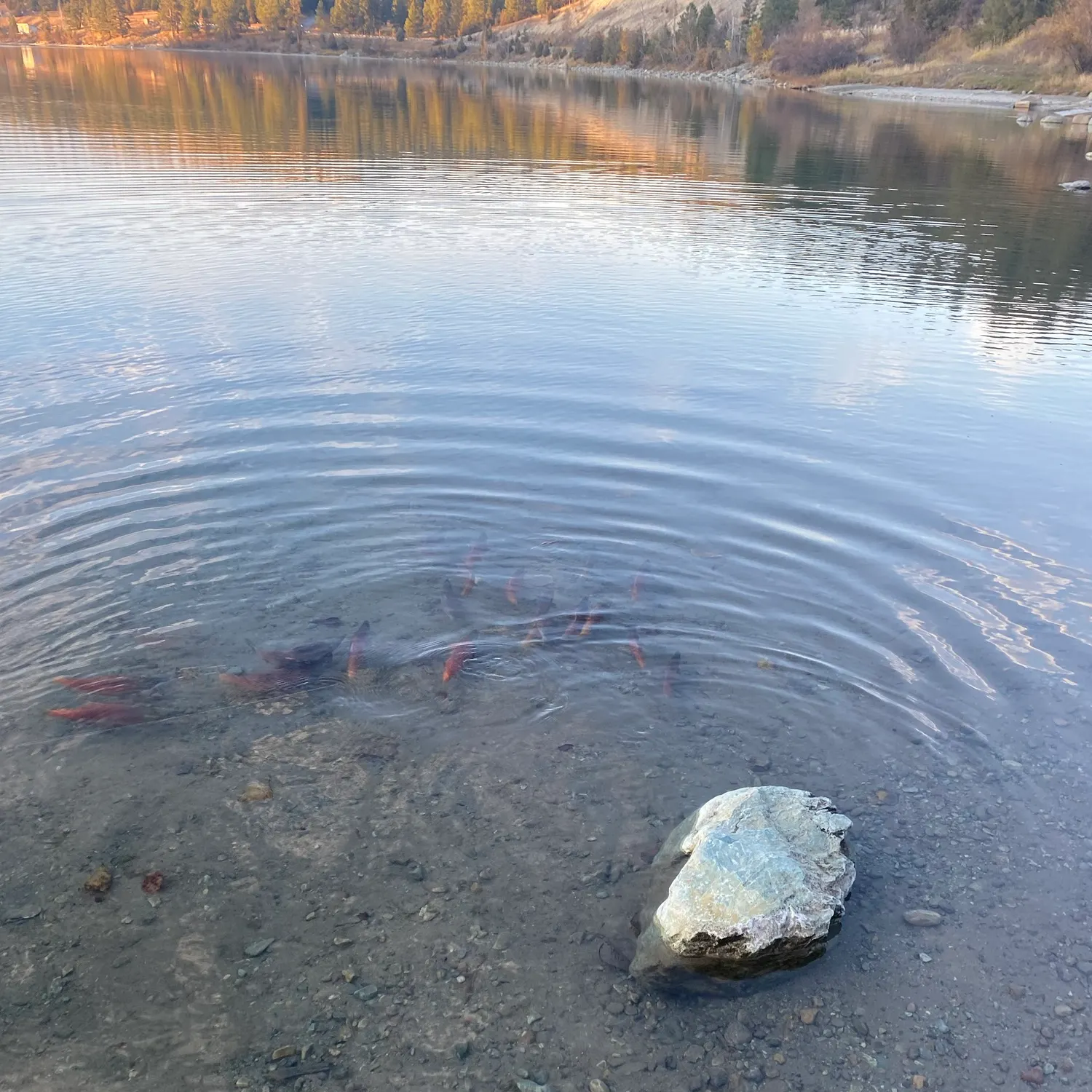 Kokanee salmon caught on Fishbrain