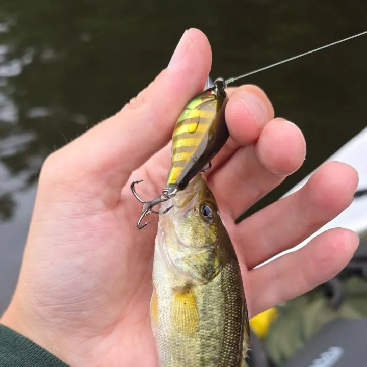 Largemouth bass caught on Fishbrain