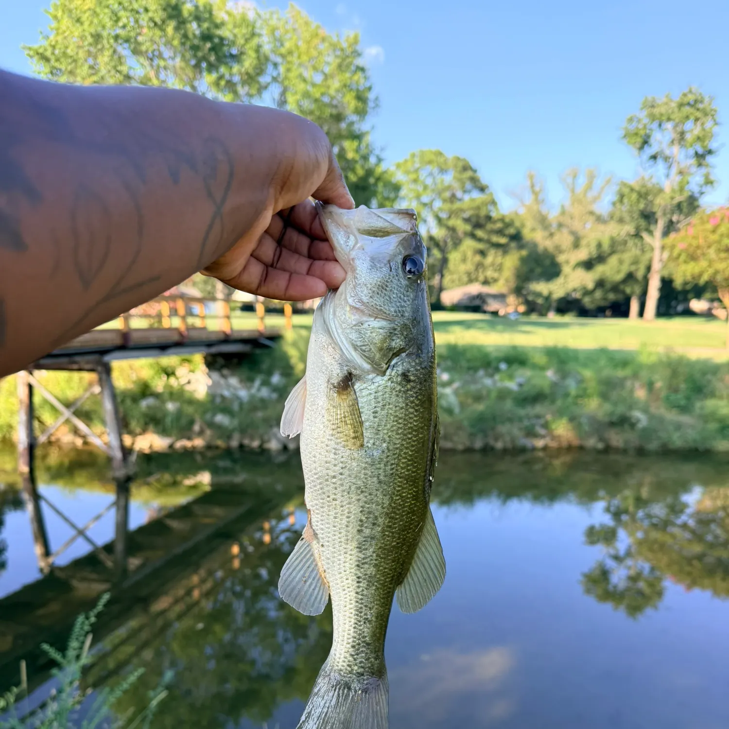 Largemouth bass caught on Fishbrain