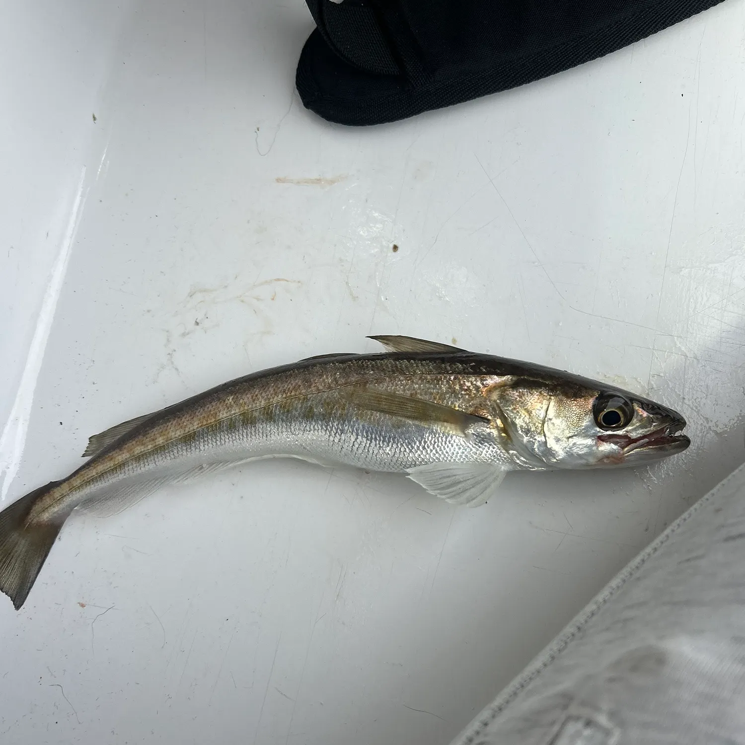 The most recent Silver hake catches on Fishbrain