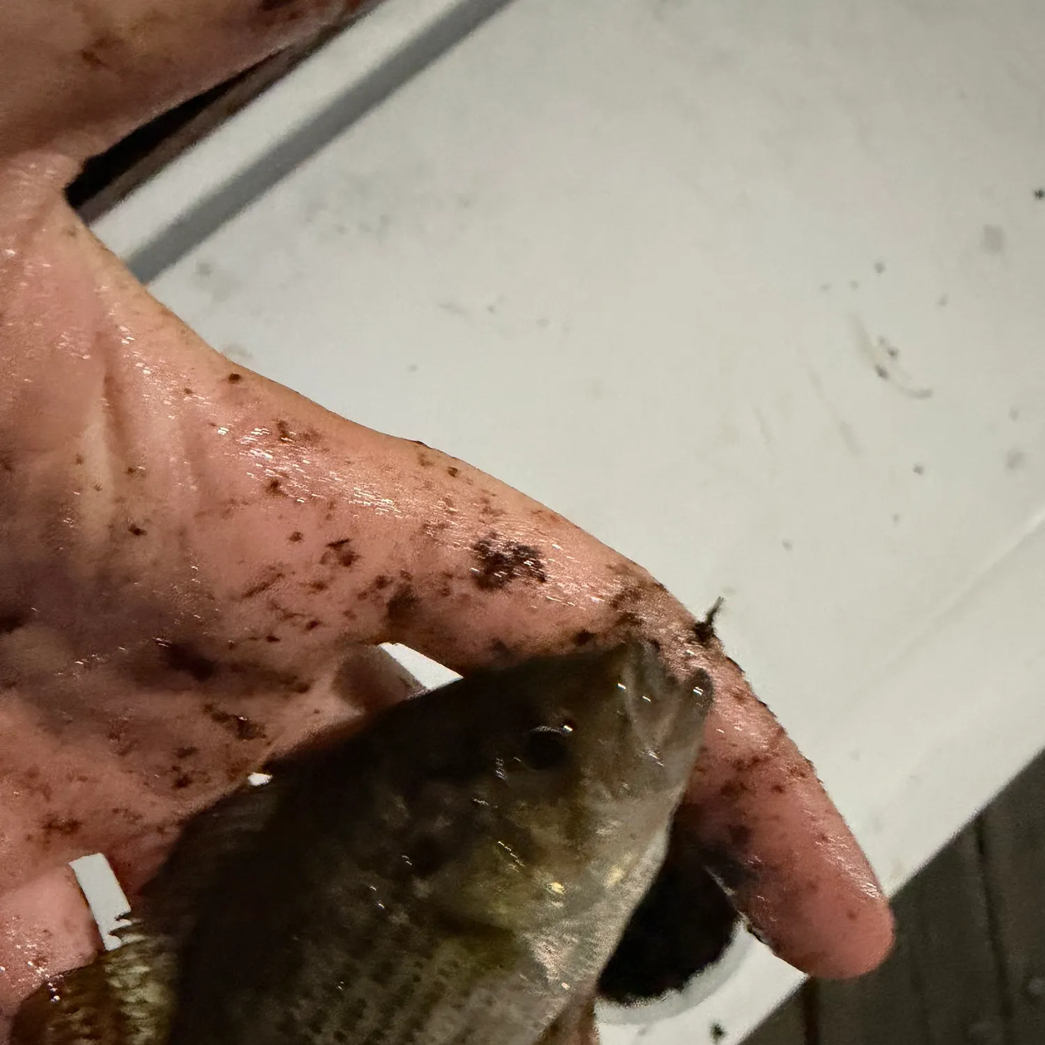 Rock bass caught on Fishbrain
